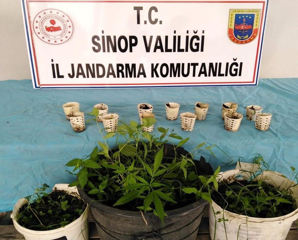 Sinop\'ta ırmağın kenarında kenevir eken şahıs yakalandı