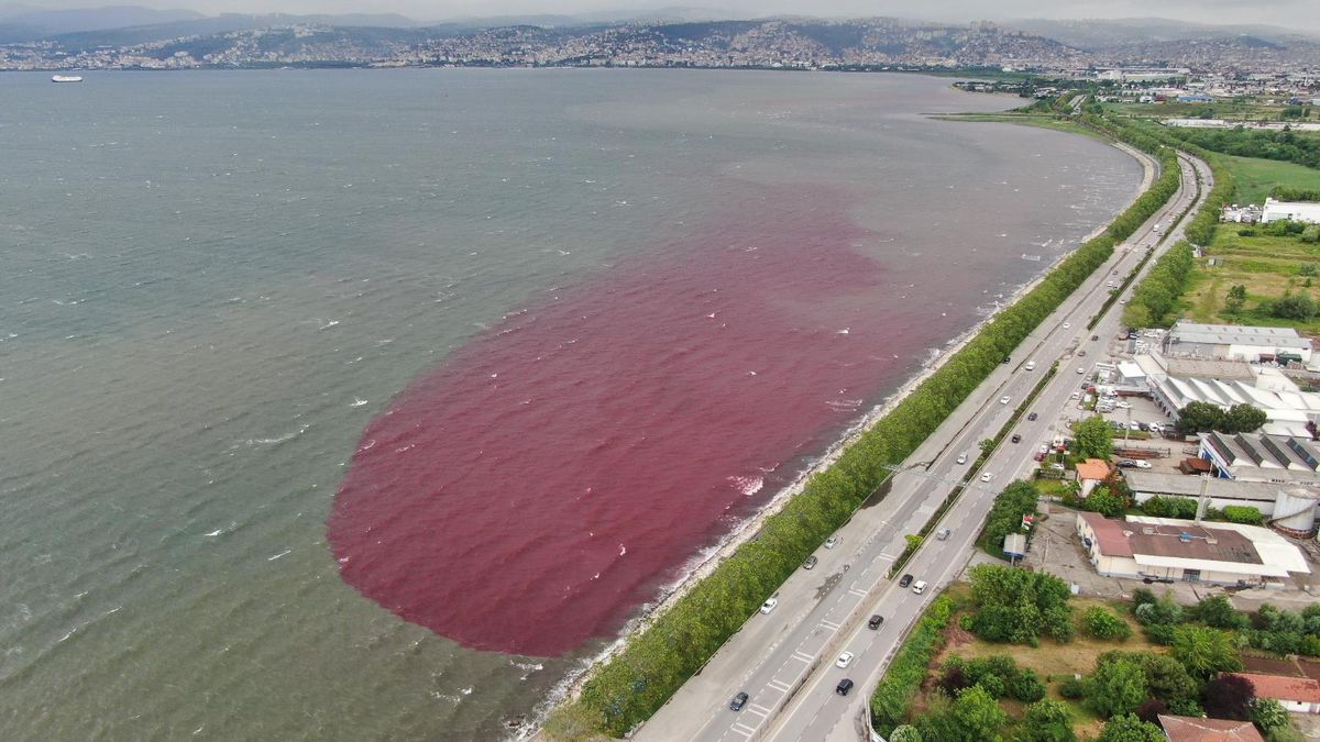 Sorumsuzlar İzmit Körfezi\'ne ve dereye kan kusturdu
