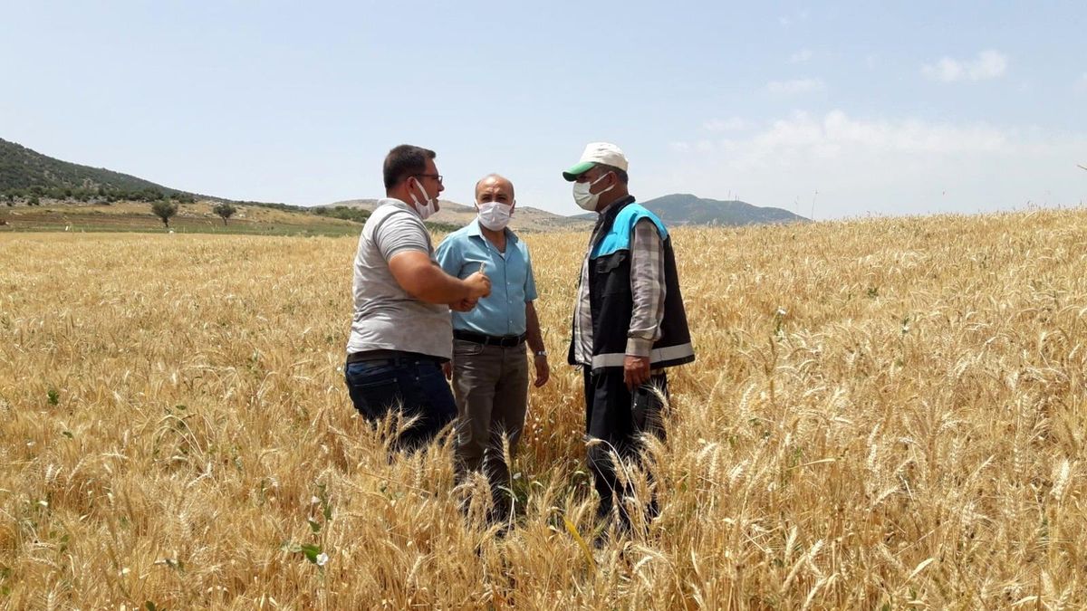 Süne zararlısı hububatı tehdit ediyor