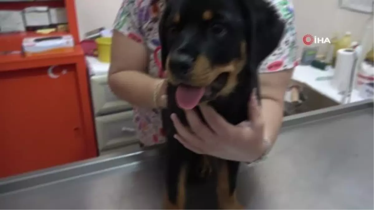 Veterinere şaşırtan soru: "Kedi, köpeğe taktığınız çipi kızıma da takabilir misiniz?"