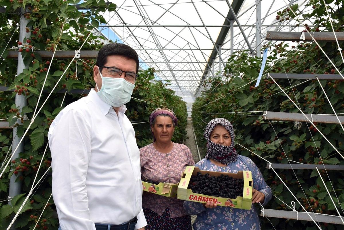 Bodrum\'dan dünyaya ahududu ve böğürtlen ihracatı