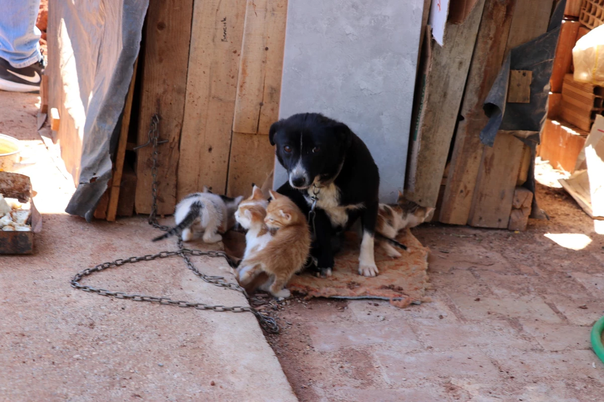 Boncuk isimli köpek, kulübesinin yanında doğan kedi yavrularına gözü gibi bakıyor