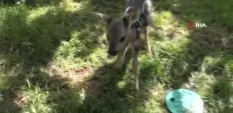 Çobanların bulduğu yeni doğan karaca koruma altına alındı