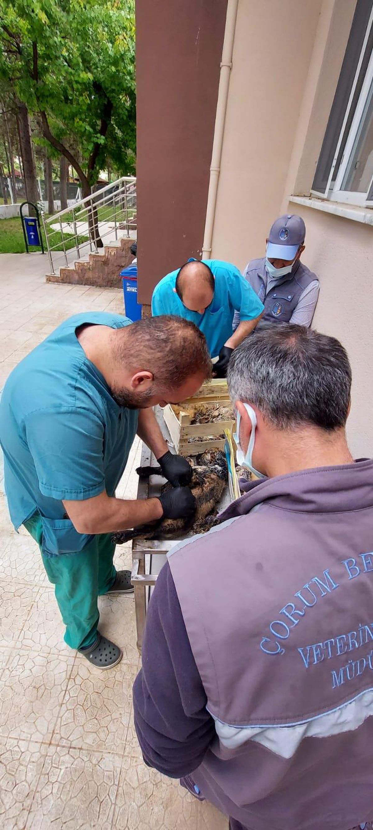 Çorum\'da vatandaşların zift birikintisinden kurtardığı köpekler tedavi altına alındı