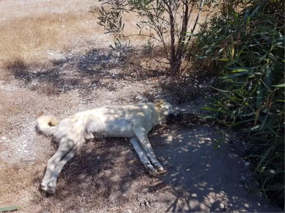 DEMRE\'DE 10 KÖPEK ZEHİRLENEREK ÖLDÜRÜLDÜ