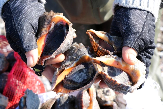 Denizden toplanan 16 ton salyangoz sevki yapıldı