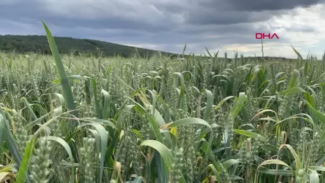 Edirne'de yağışlar çiftçiyi sevindirdi