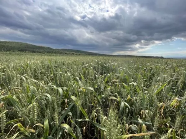 Edirne'de yağışlar çiftçiyi sevindirdi