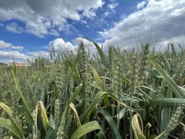 Edirne'de yağışlar çiftçiyi sevindirdi