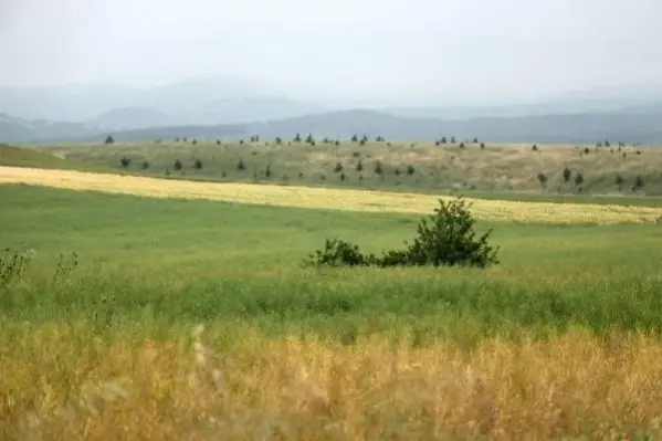 Edirne'de yağışlar çiftçiyi sevindirdi