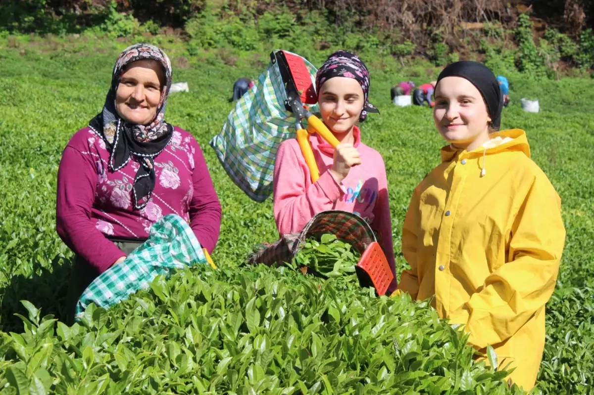 Giresun\'da çay hasat şenliği gerçekleştirildi