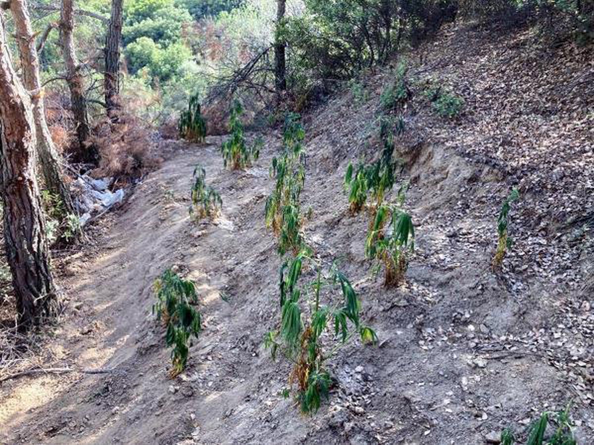 Son dakika haberi: İzmir\'de uyuşturucu operasyonu: 6 gözaltı