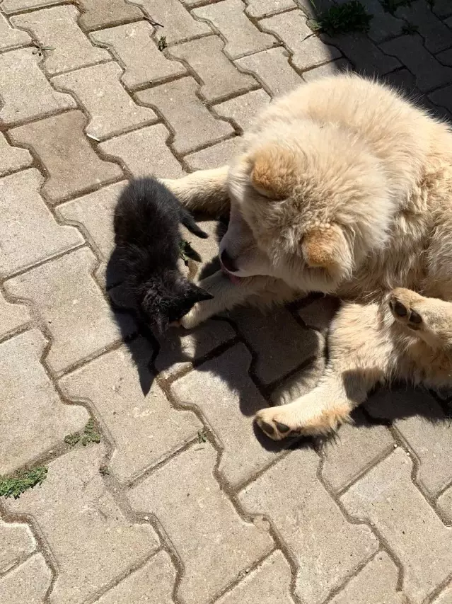 Kedi ile köpeğin dostluğu görenleri şaşırtıyor