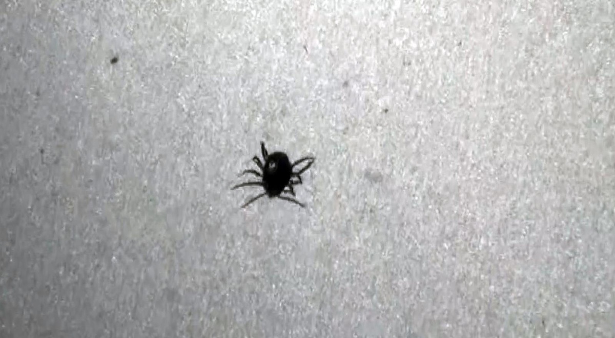 Kenenin neden olduğu ölümlere bir yenisi eklendi