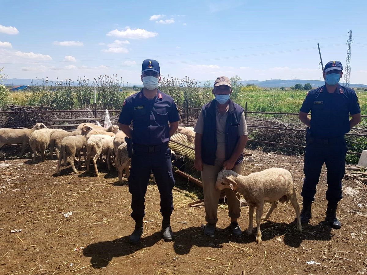 Kırkağaç\'ta çalınan küçükbaş hayvanlar Soma\'da bulundu