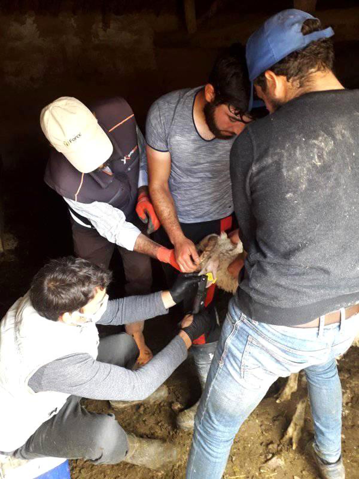 Köylerde küçükbaş hayvanlara aşılama ve küpeleme çalışmaları