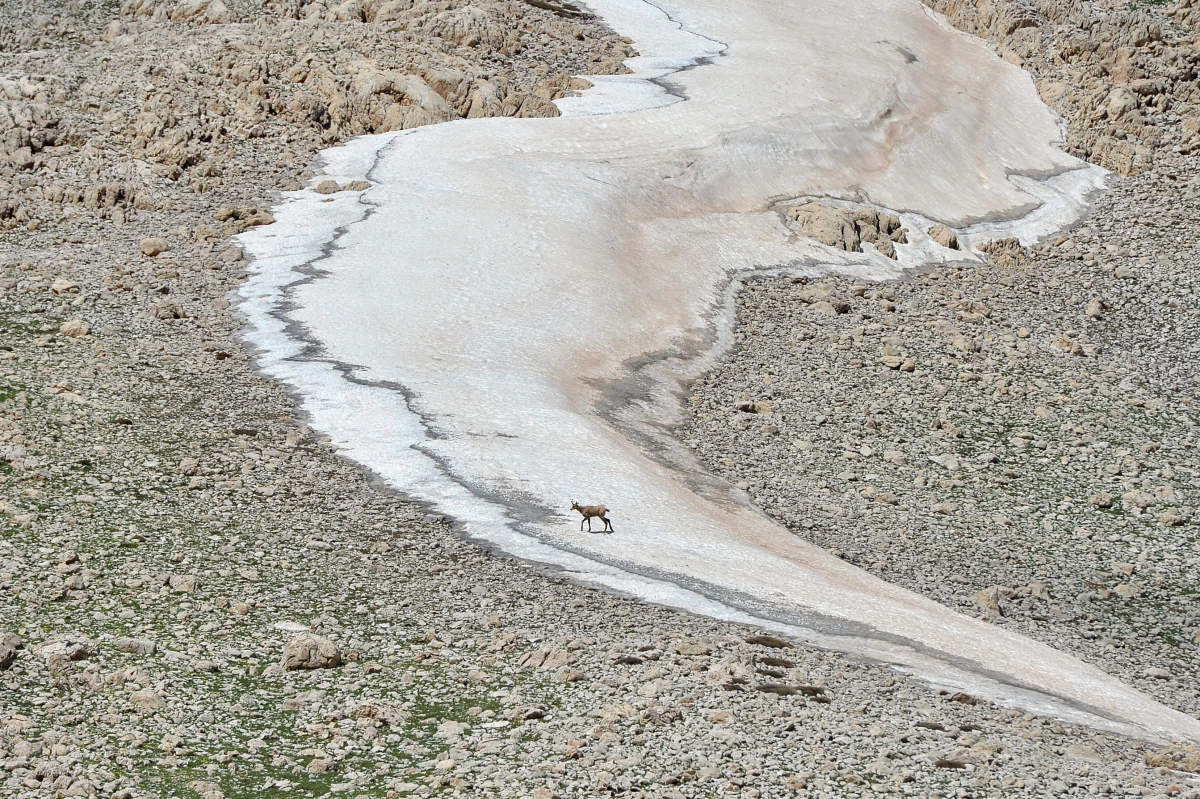 Mercan Dağları\'nda çengel boynuzlu dağ keçileri görüntülendi