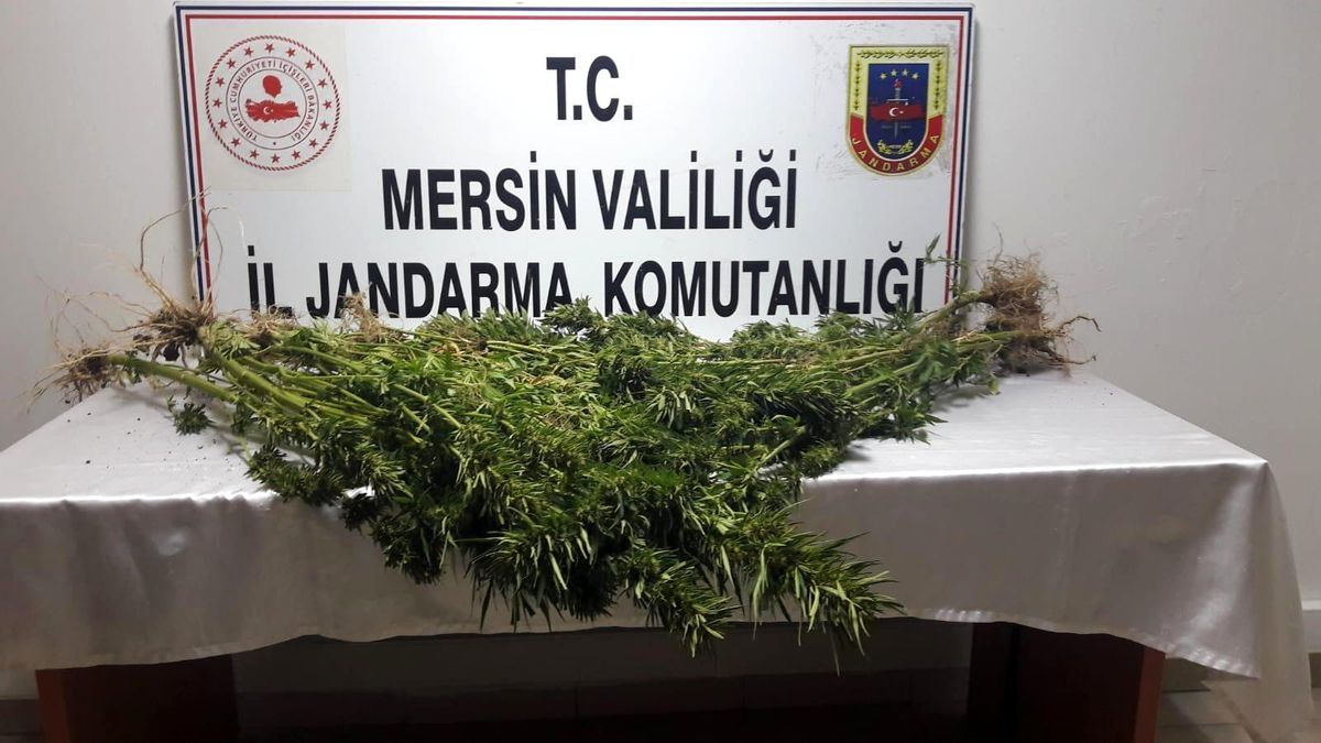 Mersin\'de 351 kök kenevir bitkisi ele geçirildi