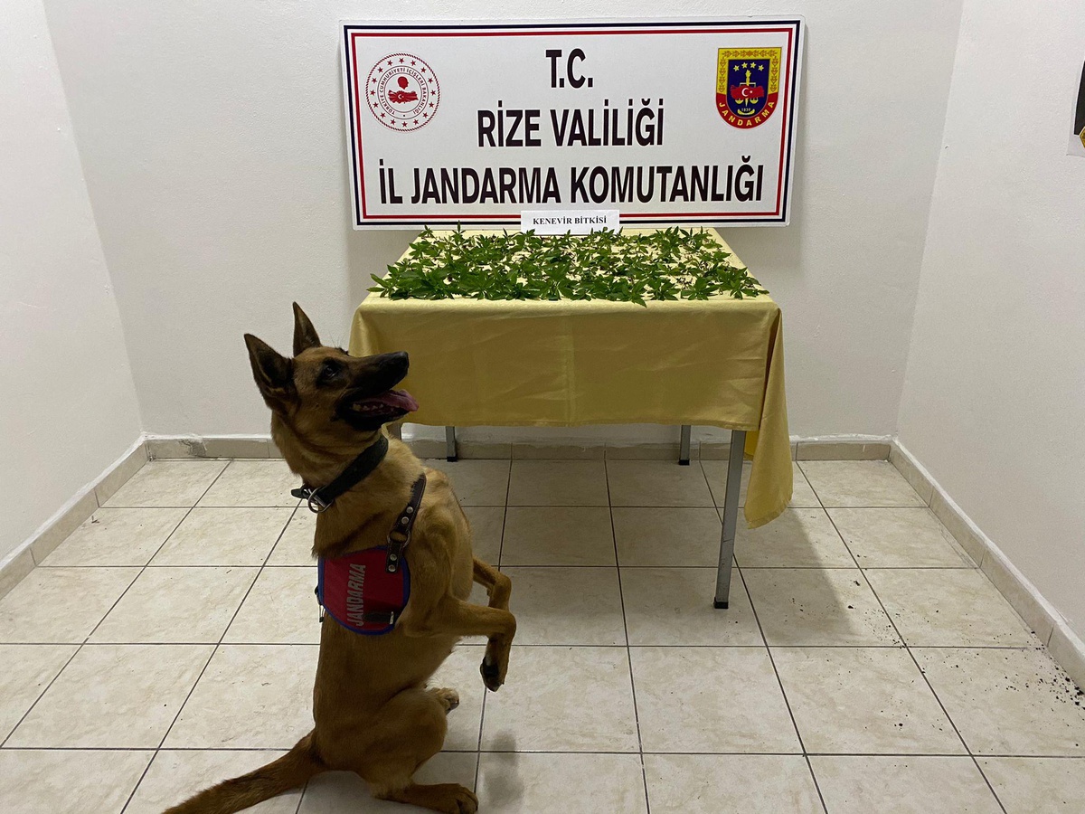 Rize\'de çatı katında ekili 160 kök Hint keneviri ele geçirildi
