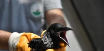 Yağmur oluğuna sıkışan karga kurtarıldı