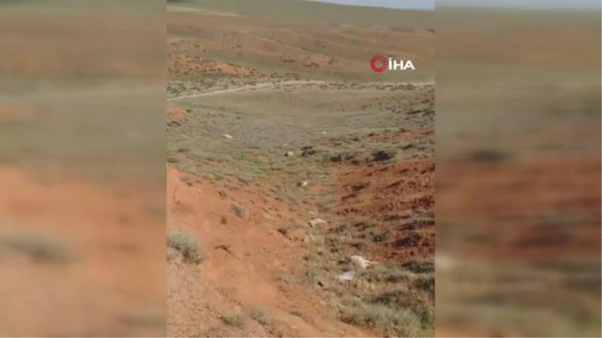 Yozgat\'ta kurtların saldırısı sonucu 60 kurbanlık koyun telef oldu