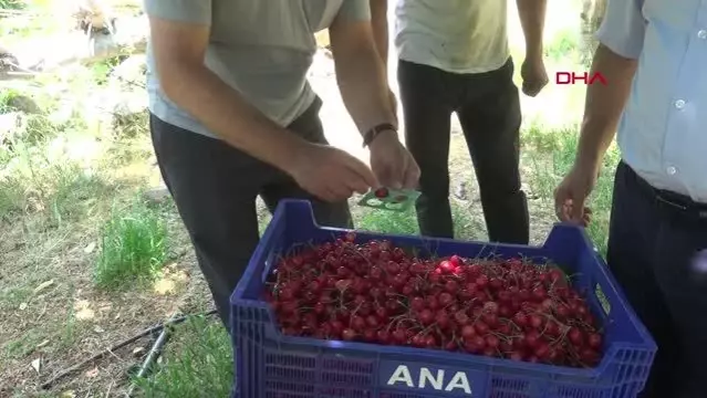 17 YIL ÖNCE DİKİLEN FİDANLAR, İHRACAT KAPISI OLDU