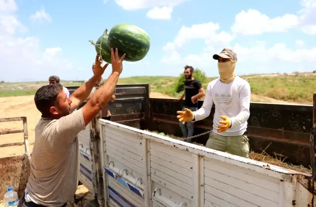  Adana karpuzu tarlada 50 kuruşa düştü