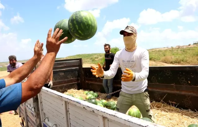  Adana karpuzu tarlada 50 kuruşa düştü