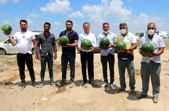  Adana karpuzu tarlada 50 kuruşa düştü