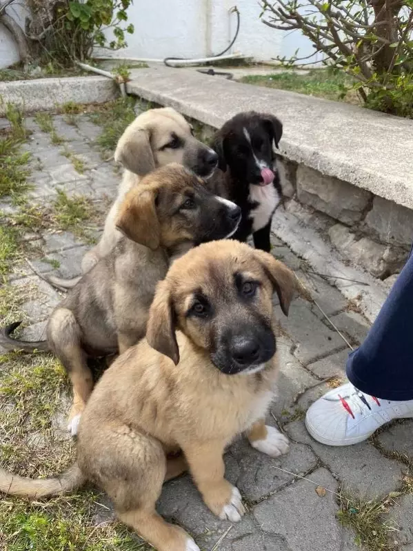 Bunun adı vahşet