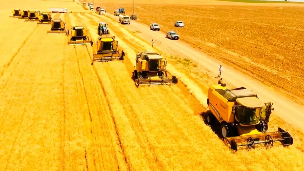 Dünyanın en büyük çiftliğinde buğday hasadı başladı