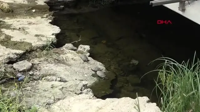 EDİRNE'DE DERELERİN DEBİSİNİN ARTMASIYLA SU KAPLUMBAĞALARI ÇOĞALDI