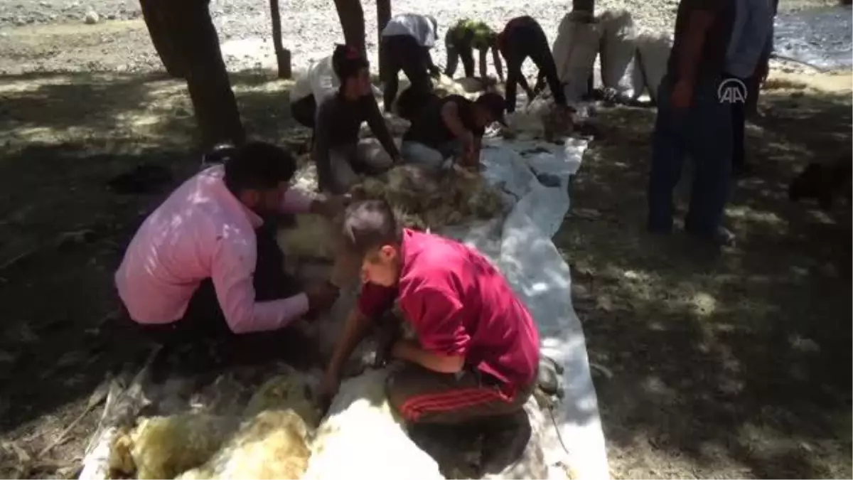 Göçerlerin koyun kırkma dönemi başladı