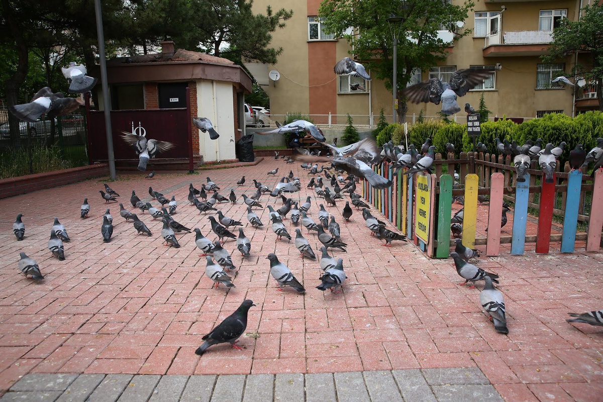 Keçiören\'de rengârenk kuş besleme noktası