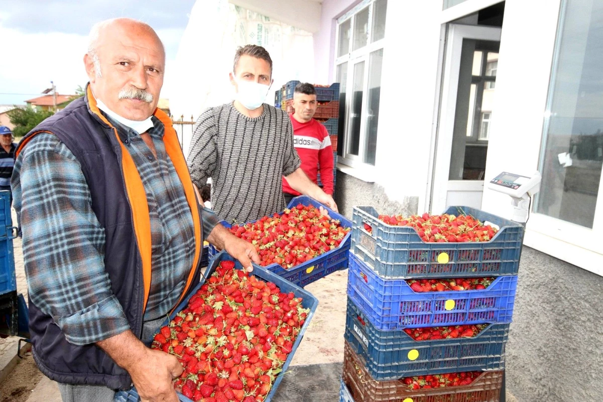Konya\'da üreticiler coğrafi tescilli çileğin alım fiyatının düşmesine tepkili