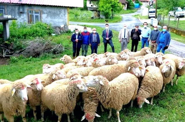 Koyun projesi köye dönüşü başlattı