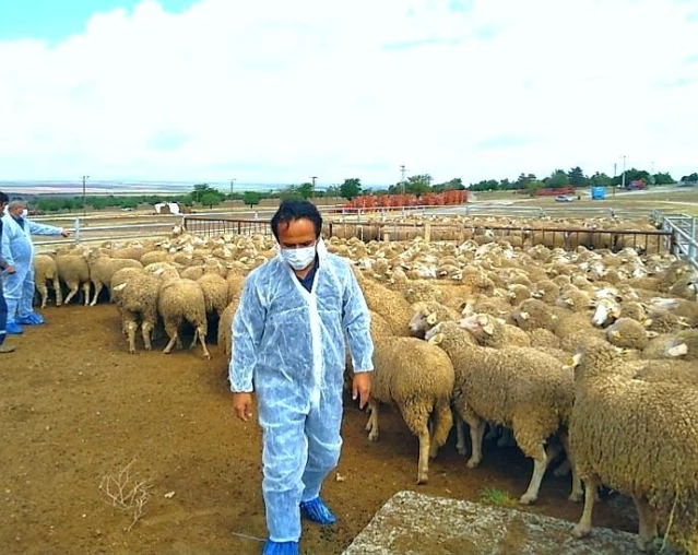 Koyun projesi köye dönüşü başlattı