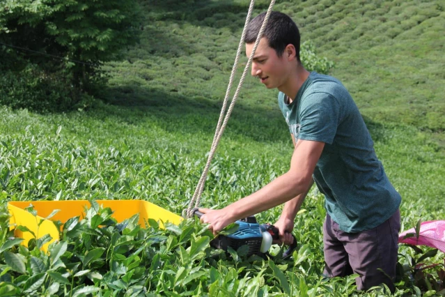 Rizeli genç kıvrak zekası ile çay toplamayı kolaylaştırdı