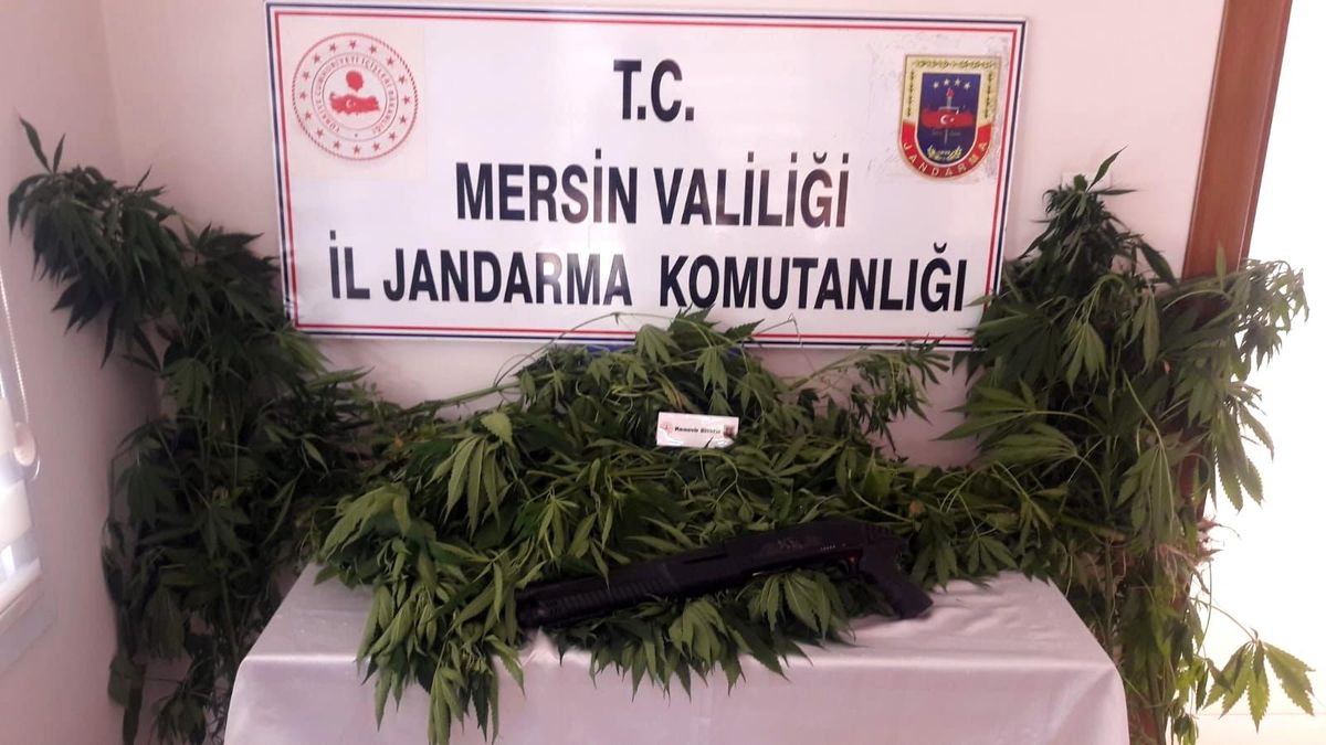 Tarsus\'ta 84 kök kenevir bitkisi ele geçirildi