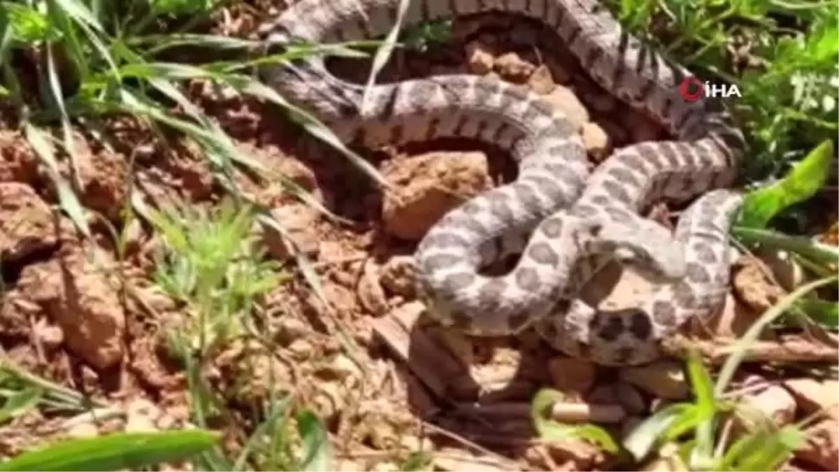 Tunceli\'de yarı zehirli kocabaş yılanı görüntülendi