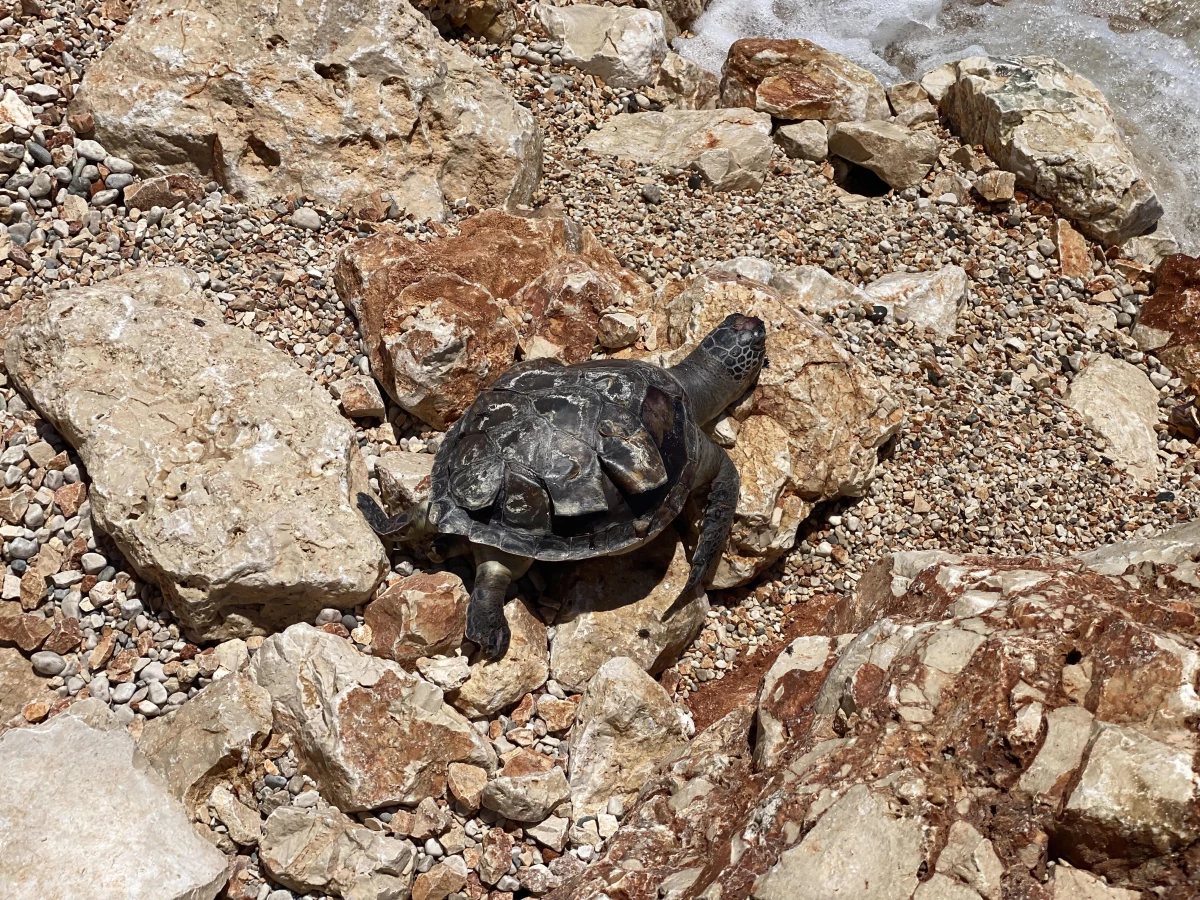 Acısu Plajı\'nda ölü caretta caretta bulundu