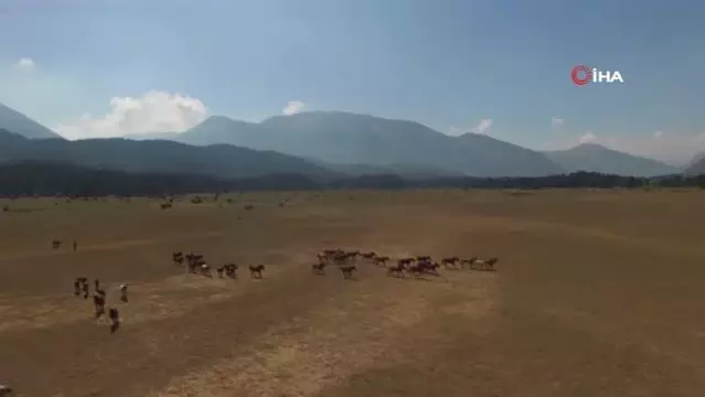 Antalya'da özgürlüğün sembolü 'Yılkı Atları'