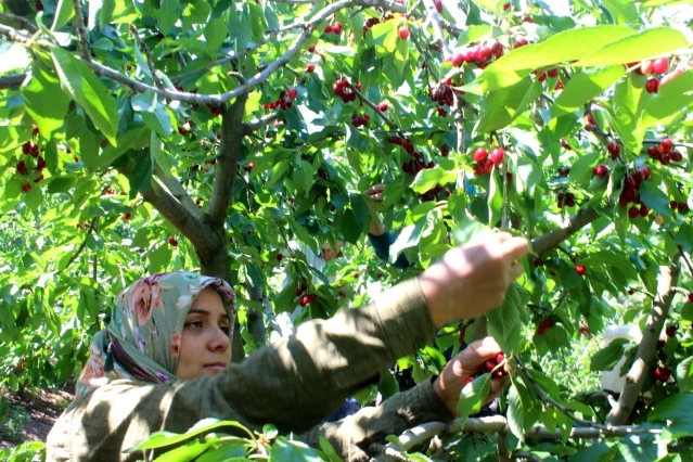 Coğrafi işaret tescilli Salihli Kirazı'nda hasat zamanı