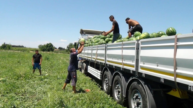 Karpuz tarlasında dünya şampiyonu olmaya hazırlanıyor