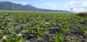 Ekili alanlara dadanan domuzlar çiftçileri canından bezdirdi