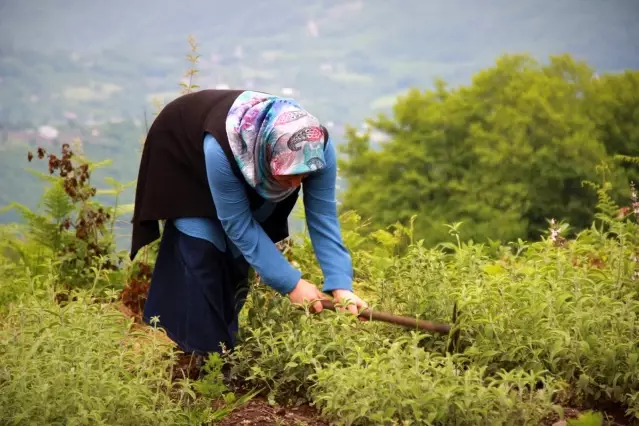 Kırsalın girişimci kadınları, bu projeyle daha da güçlendi