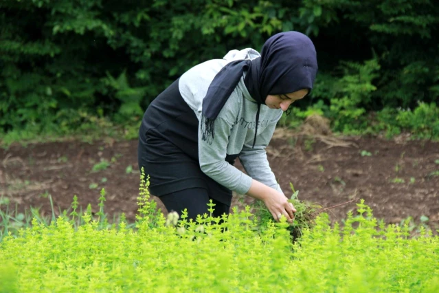 Kırsalın girişimci kadınları, bu projeyle daha da güçlendi