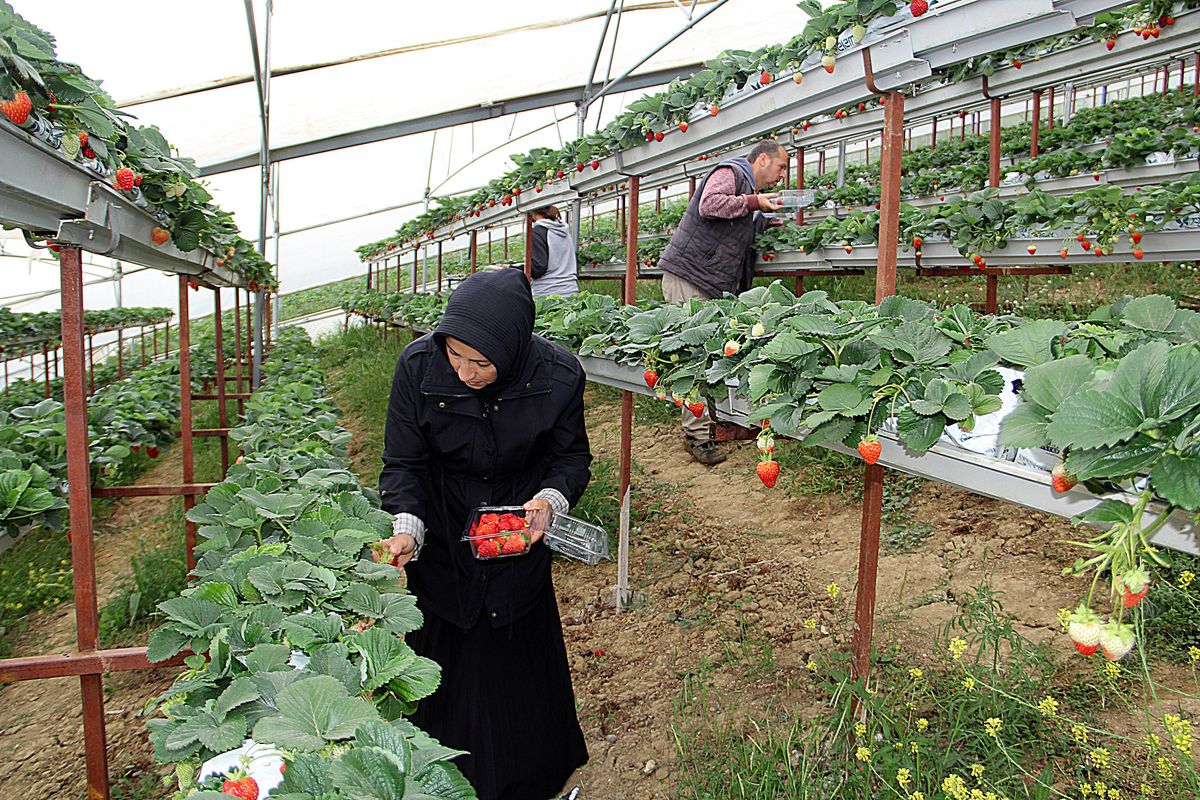 Küçük bir serayla başladıkları çilek üretiminde yıllık 70 ton üretim hacmine ulaştılar