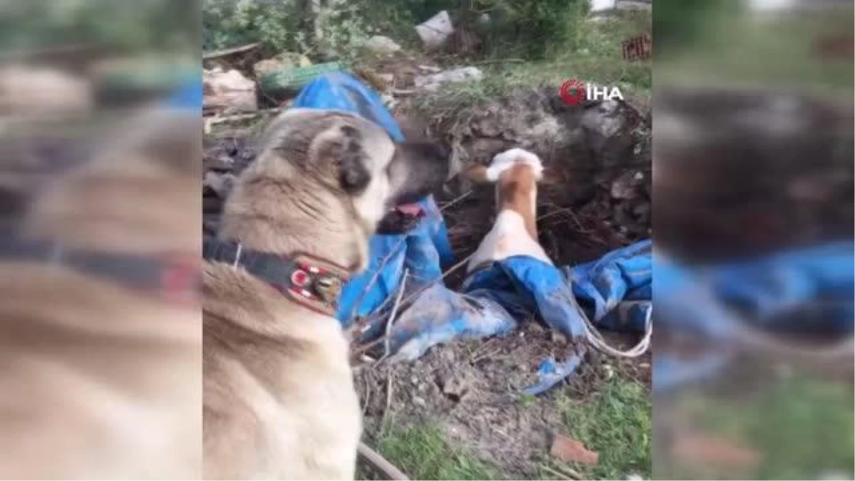 Kuyuya düşen ineği fark eden kangal köpeği saatlerce başından ayrılmadı