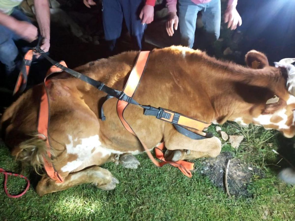 Menfeze sıkışan büyükbaş hayvan 2 saatlik operasyonla kurtarıldı